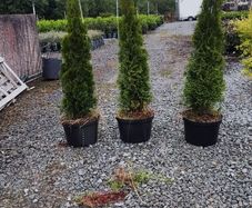 Pencil Conifer Trees 5ft just 45 euro