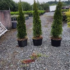 Pencil Conifer Trees 5ft just 45 euro