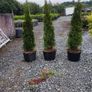 Pencil Conifer Trees 5ft just 45 euro Image 7