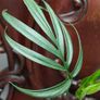 Monstera Subpinnata Image 4