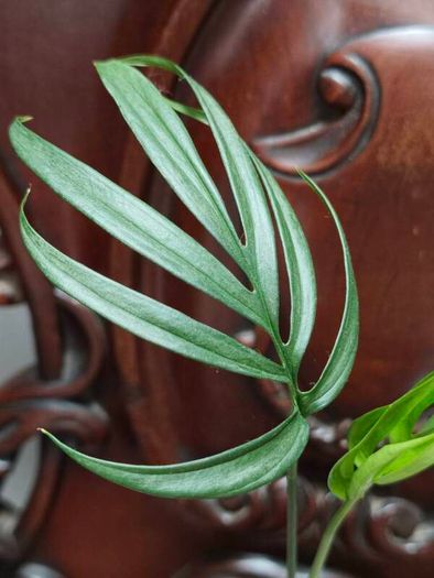 Monstera Subpinnata