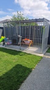 Dog Run