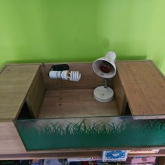 Tortoise / Reptile Start up Enclosure for Sale