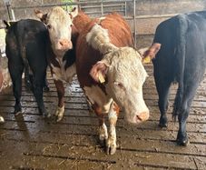 Organic cattle