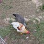 Chickens, (Cockerels and Pullets) Image 7