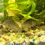 Fish tank, 80L Image 3