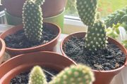 Bunny Ears Prickly Pear Cactus Plant