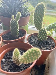 Bunny Ears Prickly Pear Cactus Plant