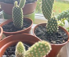 Bunny Ears Prickly Pear Cactus Plant