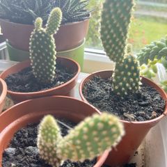 Bunny Ears Prickly Pear Cactus Plant