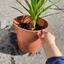 plant Image 2