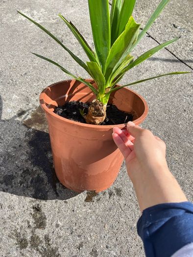 plant