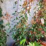 Photinia Fraserii  Red Robun Image 2