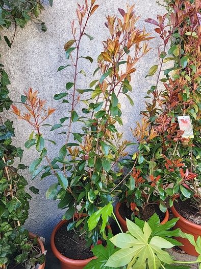Photinia Fraserii  Red Robun