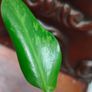 Philodendron Jose Buono Image 6