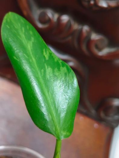 Philodendron Jose Buono