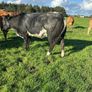 Super blue roan springer Image 4
