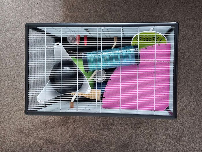 Large Rat Cage (perfect for rodents) and Small Animal Carrier.