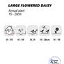 (D) Large Flowered Daisy Pink 0.1g (447064) Image 2