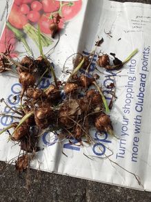 crocosmia bulbs