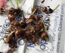 crocosmia bulbs