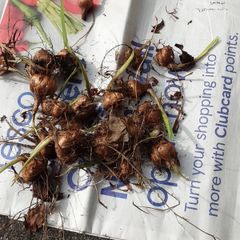 crocosmia bulbs