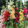 (H) Hollyhok Mix Chaters seeds 0.3g (420346) Image 2