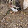 Ducks, Drakes, Ducklings Image 3