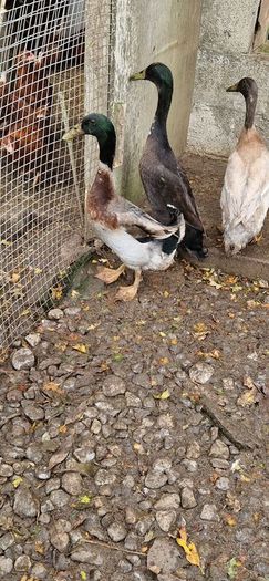 Ducks, Drakes, Ducklings