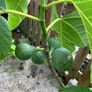 Desert King Fig Tree Image 6