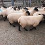 Ewe Lambs Image 5
