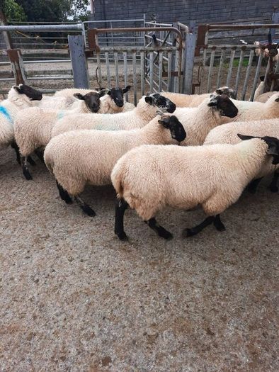 Ewe Lambs