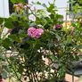garden plants Image 8