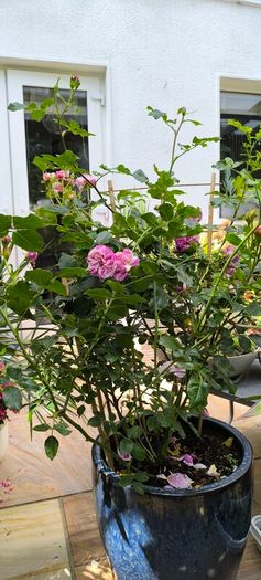 garden plants