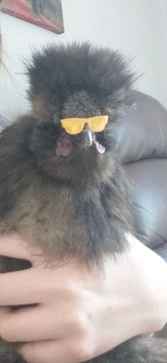Silkie Bantam Hatching Eggs