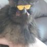 Silkie Bantam Hatching Eggs Image 10