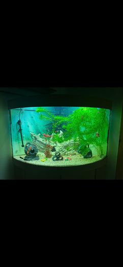 Juwel 190L fish tank & unit