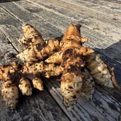 Jerusalem Artichoke Tubers Organic