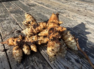 Jerusalem Artichoke Tubers Organic