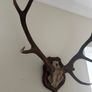 Antlers Image 2