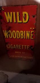 wild woodbine