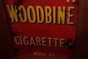 wild woodbine