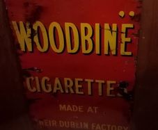 wild woodbine