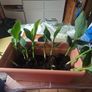 Plants Canna divisions/swaps Image 3