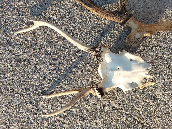 deer antlers