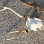 deer antlers Image 3