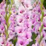 10 x Gladiolus bulbs Zamora Pink Image 2