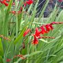 Crocosmia Hellfire x 5 bulbs Image 2