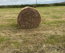 Hay