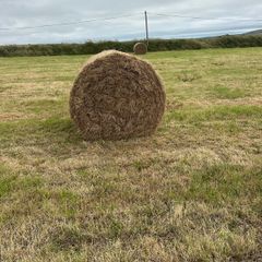 Hay